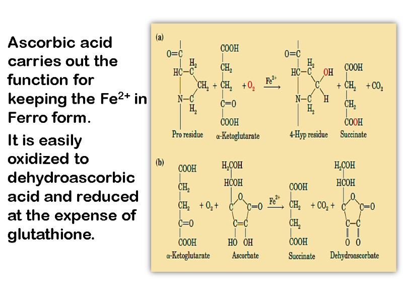 Ascorbic acid carries out the function for keeping the Fe2+ in Ferro form. 